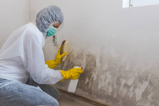 Best Local Mold Removal Service  in Crystal River, FL