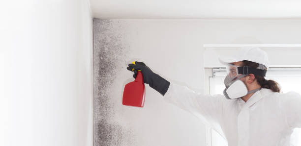 Best Best Mold Removal Companies  in Crystal River, FL