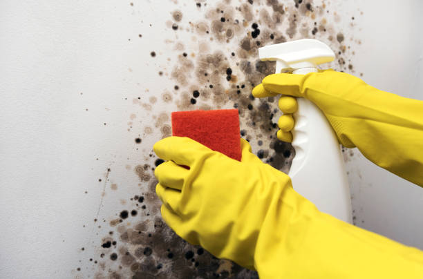 Professional Mold Removal in Crystal River, FL