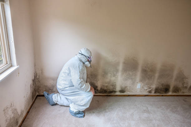 Certified Mold Removal in Crystal River, FL